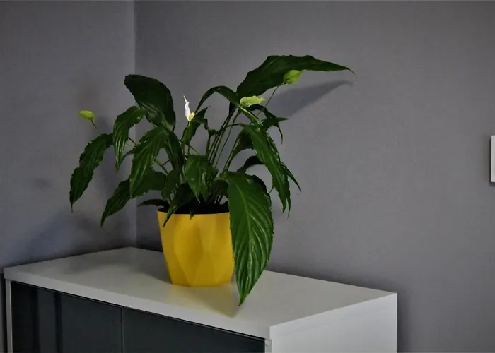 Przy Arsenale Apartment