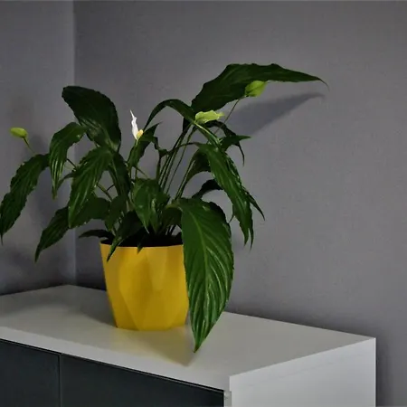 Przy Arsenale Apartmán