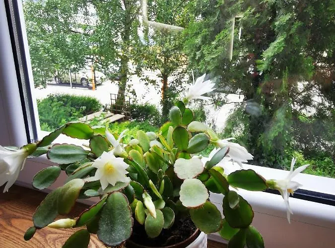 Przy Arsenale * 브로츠와프